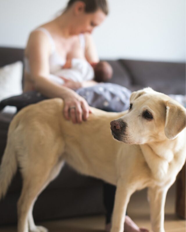 Nicht nur Geschwister auch die Haustiere spielen bei vielen Familien eine wichtige Rolle. Und da ist es für mich selbstverständich,…
